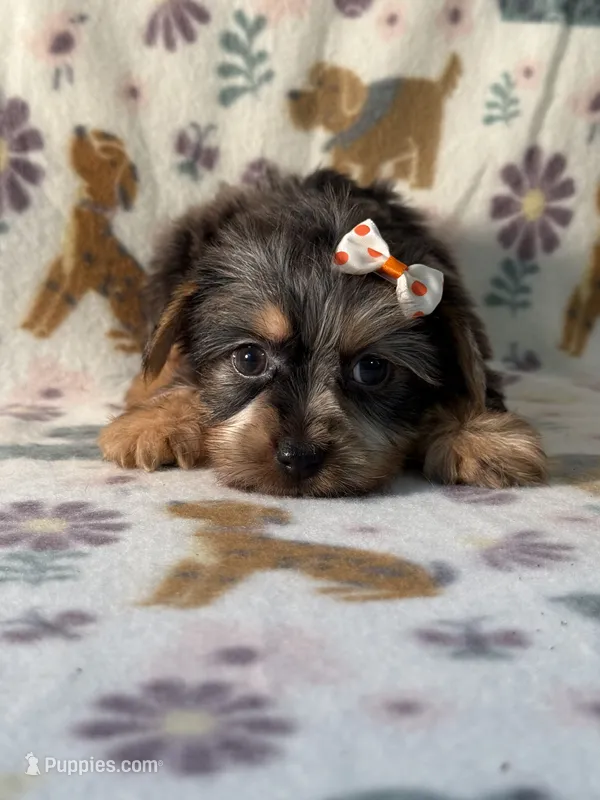 Everest  – Yorkshire Terrier puppy for sale in Dahlonega, GA