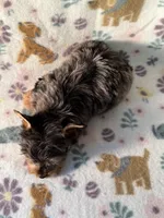 Rocky, a male Yorkshire Terrier for sale in Dahlonega, GA – 3 of 4