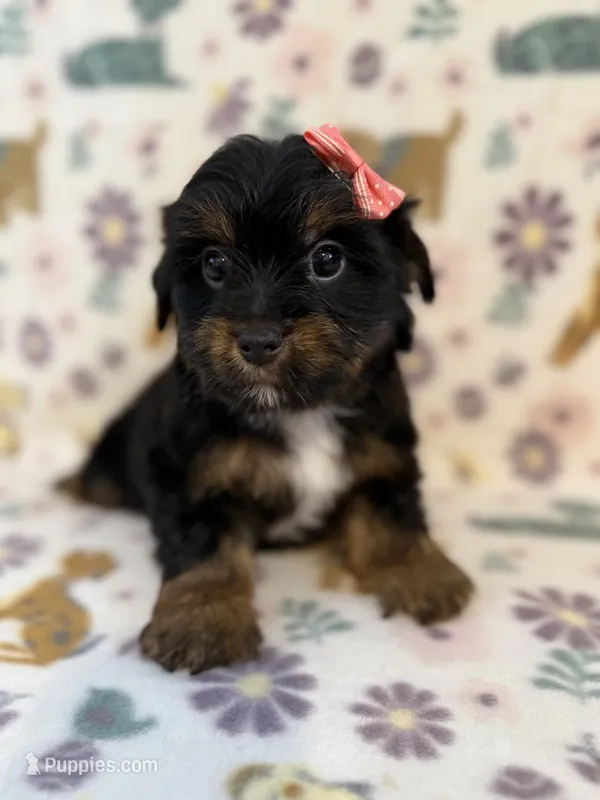Peachy – Yorkshire Terrier puppy for sale in Dahlonega, GA