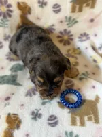 Rubble, a male Yorkshire Terrier for sale in Dahlonega, GA – 5 of 5