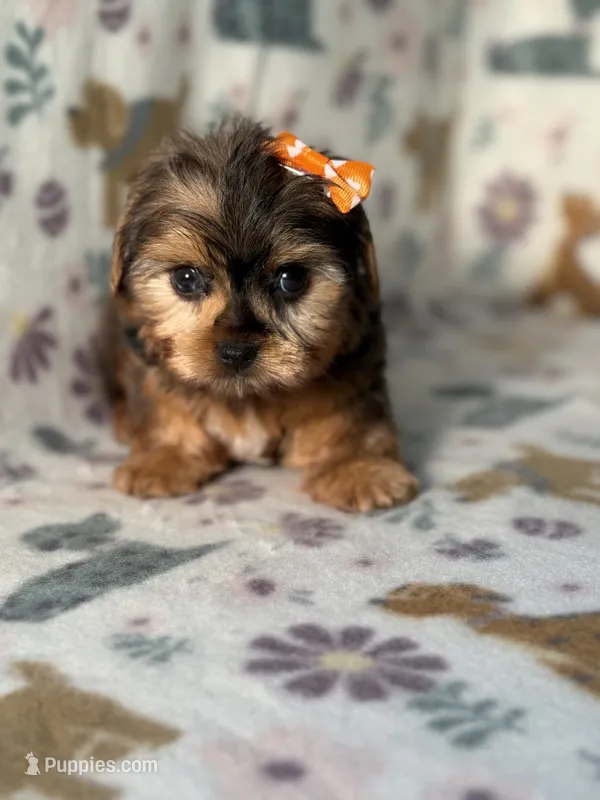 Skye – Yorkshire Terrier puppy for sale in Dahlonega, GA