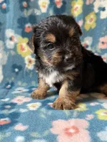 Pluto, a male Yorkshire Terrier for sale in Dahlonega, GA – 4 of 4
