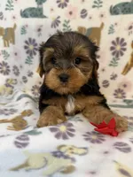 Red boy, a male Yorkshire Terrier for sale in Dahlonega, GA – 3 of 4