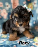 Roxy, a female Yorkshire Terrier for sale in Dahlonega, GA – 1 of 6