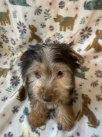 Blonde/Chocolate Male, a male Yorkshire Terrier for sale in Dahlonega, GA – 4 of 4