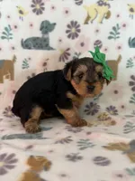 Daisey, a female Yorkshire Terrier for sale in Dahlonega, GA – 3 of 4