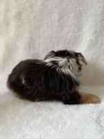 Bo , a male Yorkshire Terrier for sale in Dahlonega, GA – 4 of 7