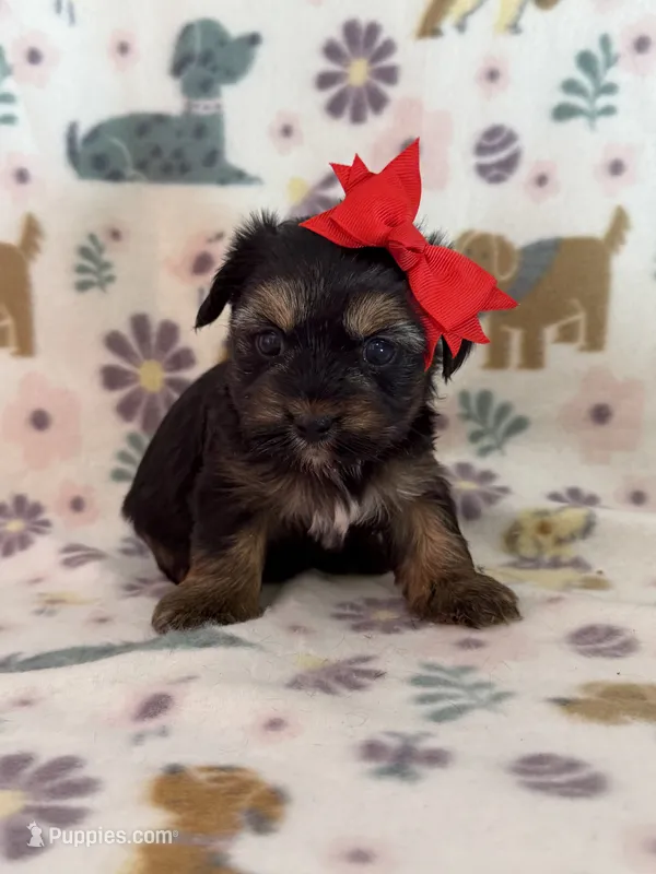 Raine  – Yorkshire Terrier puppy for sale in Dahlonega, GA