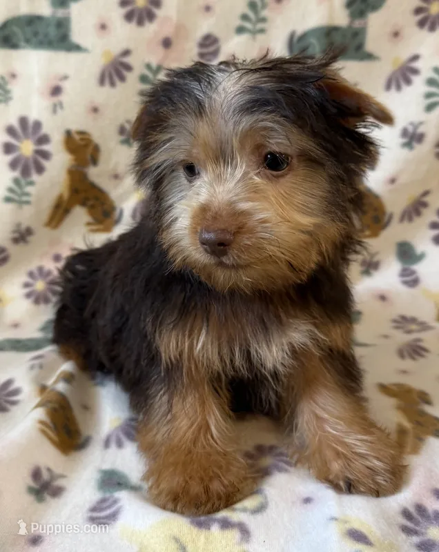 Blonde/Chocolate Male – Yorkshire Terrier puppy for sale in Dahlonega, GA