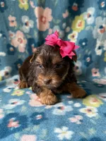 Zoe, a female Yorkshire Terrier for sale in Dahlonega, GA – 3 of 4