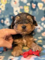  Red, a male Yorkshire Terrier for sale in Dahlonega, GA – 1 of 5