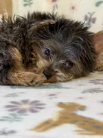 Rocky, a male Yorkshire Terrier for sale in Dahlonega, GA – 2 of 3