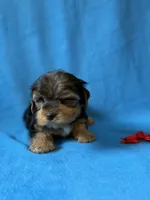 Red boy, a male Yorkshire Terrier for sale in Dahlonega, GA – 2 of 4