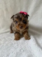 Nala, a female Yorkshire Terrier for sale in Dahlonega, GA – 2 of 4