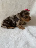 Nala, a female Yorkshire Terrier for sale in Dahlonega, GA – 3 of 4