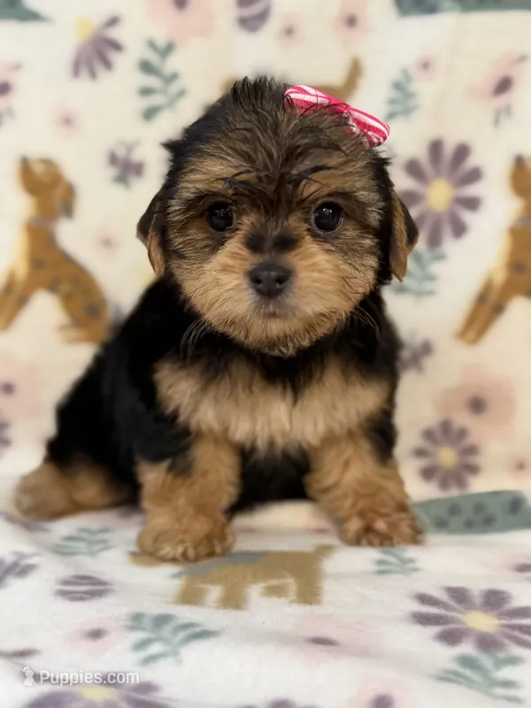 Pink girl  – Yorkshire Terrier puppy for sale in Dahlonega, GA