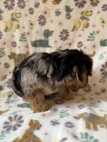 Ellie , a female Yorkshire Terrier for sale in Dahlonega, GA – 4 of 5