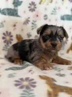 Rusty, a male Yorkshire Terrier for sale in Dahlonega, GA – 1 of 4