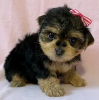Pink girl, a female Yorkshire Terrier for sale in Dahlonega, GA – 3 of 3