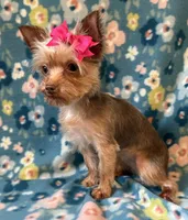 Sadie, a female Yorkshire Terrier for sale in Dahlonega, GA – 2 of 3