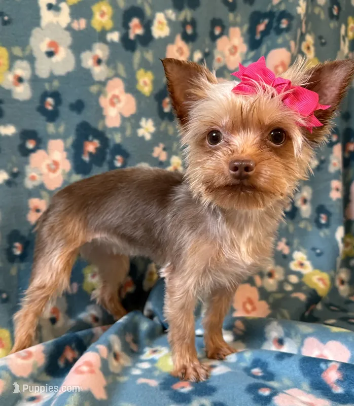 Sadie – Yorkshire Terrier puppy for sale in Dahlonega, GA
