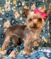 Sadie, a female Yorkshire Terrier for sale in Dahlonega, GA – 1 of 3