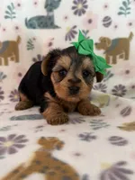Daisey, a female Yorkshire Terrier for sale in Dahlonega, GA – 1 of 4