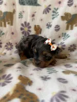 Everest, a female Yorkshire Terrier for sale in Dahlonega, GA – 3 of 5