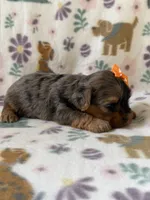 Skye, a female Yorkshire Terrier for sale in Dahlonega, GA – 3 of 4