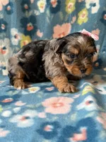 Ellie, a female Yorkshire Terrier for sale in Dahlonega, GA – 3 of 3