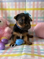 Bulda, a female Yorkshire Terrier for sale in Dahlonega, GA – Photo 3 of 4