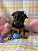 Bulda, a female Yorkshire Terrier for sale in Dahlonega, GA – Photo 2 of 4