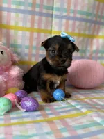 Bulda, a female Yorkshire Terrier for sale in Dahlonega, GA – Photo 4 of 4