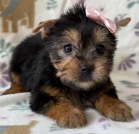 Anna, a female Yorkshire Terrier for sale in Dahlonega, GA – Photo 3 of 4