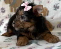 Anna, a female Yorkshire Terrier for sale in Dahlonega, GA – Photo 2 of 4