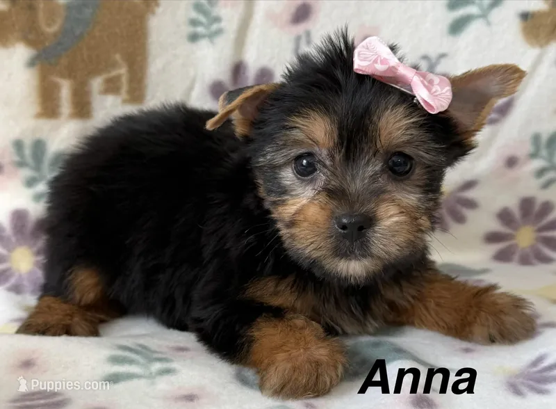 Anna – Yorkshire Terrier puppy for sale in Dahlonega, GA