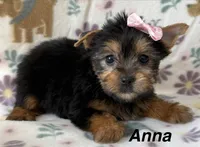 Anna, a female Yorkshire Terrier for sale in Dahlonega, GA – Photo 1 of 4
