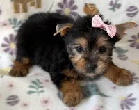 Anna, a female Yorkshire Terrier for sale in Dahlonega, GA – Photo 4 of 4