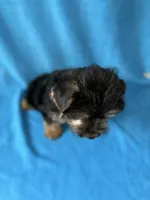 Pluto, a male Yorkshire Terrier for sale in Dahlonega, GA – 5 of 5