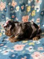 Ellie, a female Yorkshire Terrier for sale in Dahlonega, GA – 2 of 3