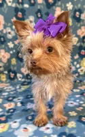 Sadie, a female Yorkshire Terrier for sale in Dahlonega, GA – 3 of 10