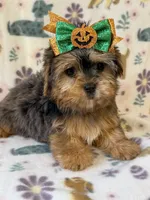 Skye, a female Yorkshire Terrier for sale in Dahlonega, GA – 3 of 3