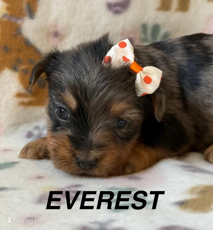 Everest – Yorkshire Terrier puppy for sale in Dahlonega, GA