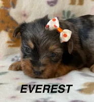 Everest, a female Yorkshire Terrier for sale in Dahlonega, GA – 1 of 5