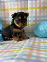 Olaf, a male Yorkshire Terrier for sale in Dahlonega, GA – Photo 3 of 6