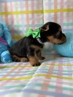 Olaf, a male Yorkshire Terrier for sale in Dahlonega, GA – Photo 4 of 6