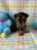 Olaf, a male Yorkshire Terrier for sale in Dahlonega, GA – Photo 5 of 6