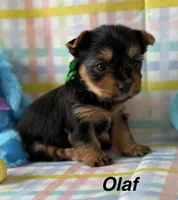 Olaf, a male Yorkshire Terrier for sale in Dahlonega, GA – Photo 1 of 6