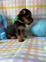 Olaf, a male Yorkshire Terrier for sale in Dahlonega, GA – Photo 6 of 6