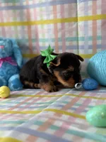 Olaf, a male Yorkshire Terrier for sale in Dahlonega, GA – Photo 2 of 6